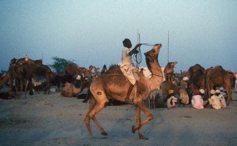 camel